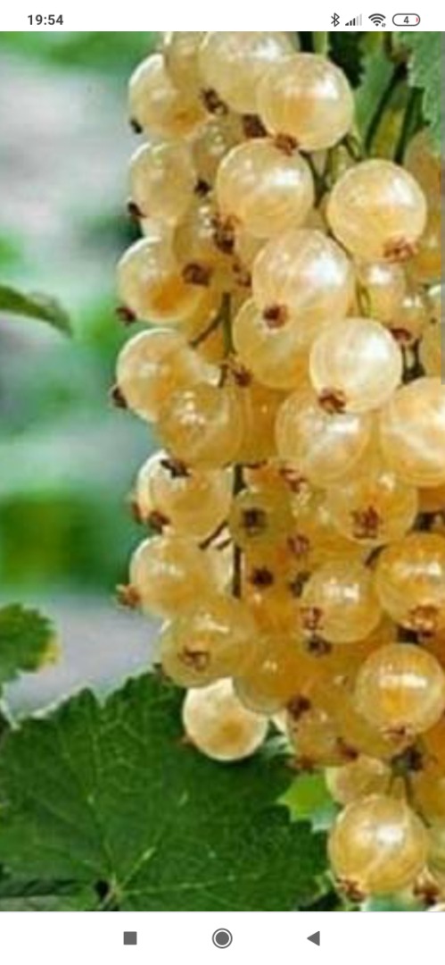Mechanical harvesting of white currant for sale