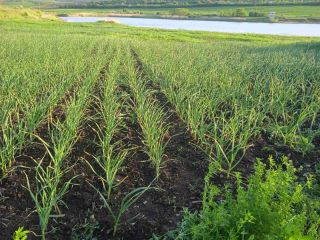 Very good garlic grown and cared for in time