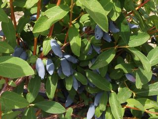 Good morning buyers. We sell haskap berries (Indigo Gem