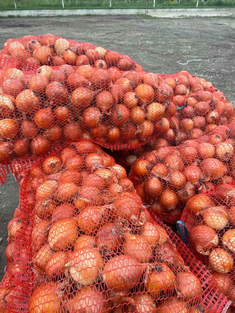 Onion origin Moldova, fruit 2020 Uncalibrated, all necessary certificates