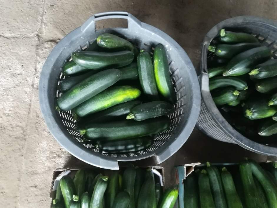 Hello, I have a confectionery for sale "CLAUSE general seeds" from today's offices, total weight 66 kg, dimensions of the zucchini as in the pictures, price