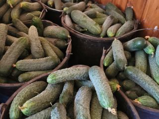 We are selling fresh unsorted cucumbers, size between 6