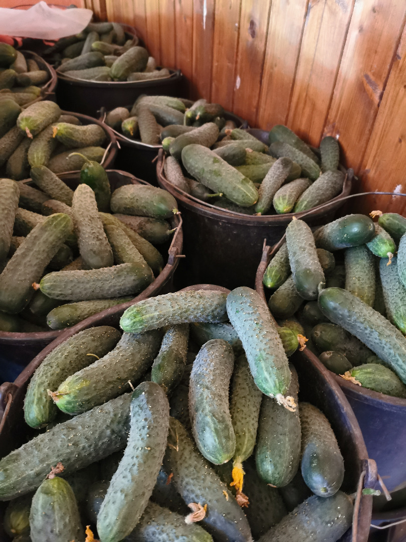 We are selling fresh unsorted cucumbers, size between 6 and 14cm
