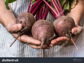 hello, we are a company that exports fruits and