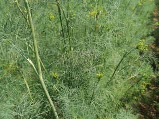 I will sell dill for cucumbers. More information by