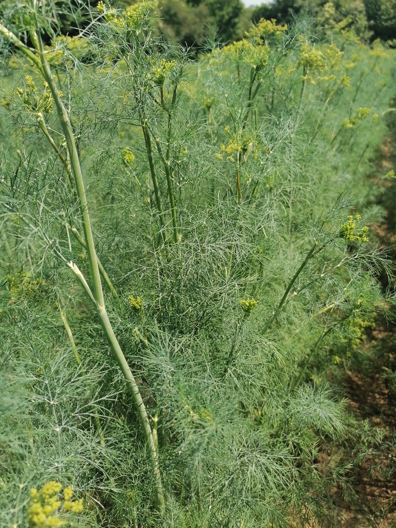 I will sell dill for cucumbers