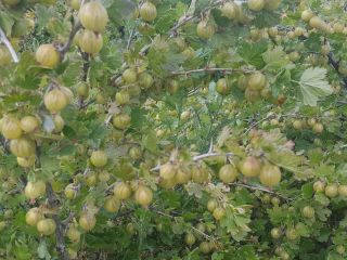 I will sell gooseberries for pressing, purees, etc. Without