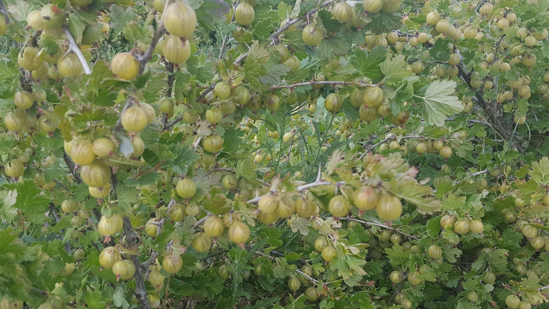 I will sell gooseberries for pressing, purees, etc