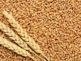 We are wholesale suppliers of wheat and cereal products