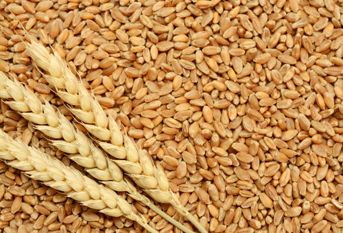 We are wholesale suppliers of wheat and cereal products and our company is with outstanding performance and product quality