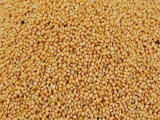 We are wholesale suppliers of Millet and other cereal