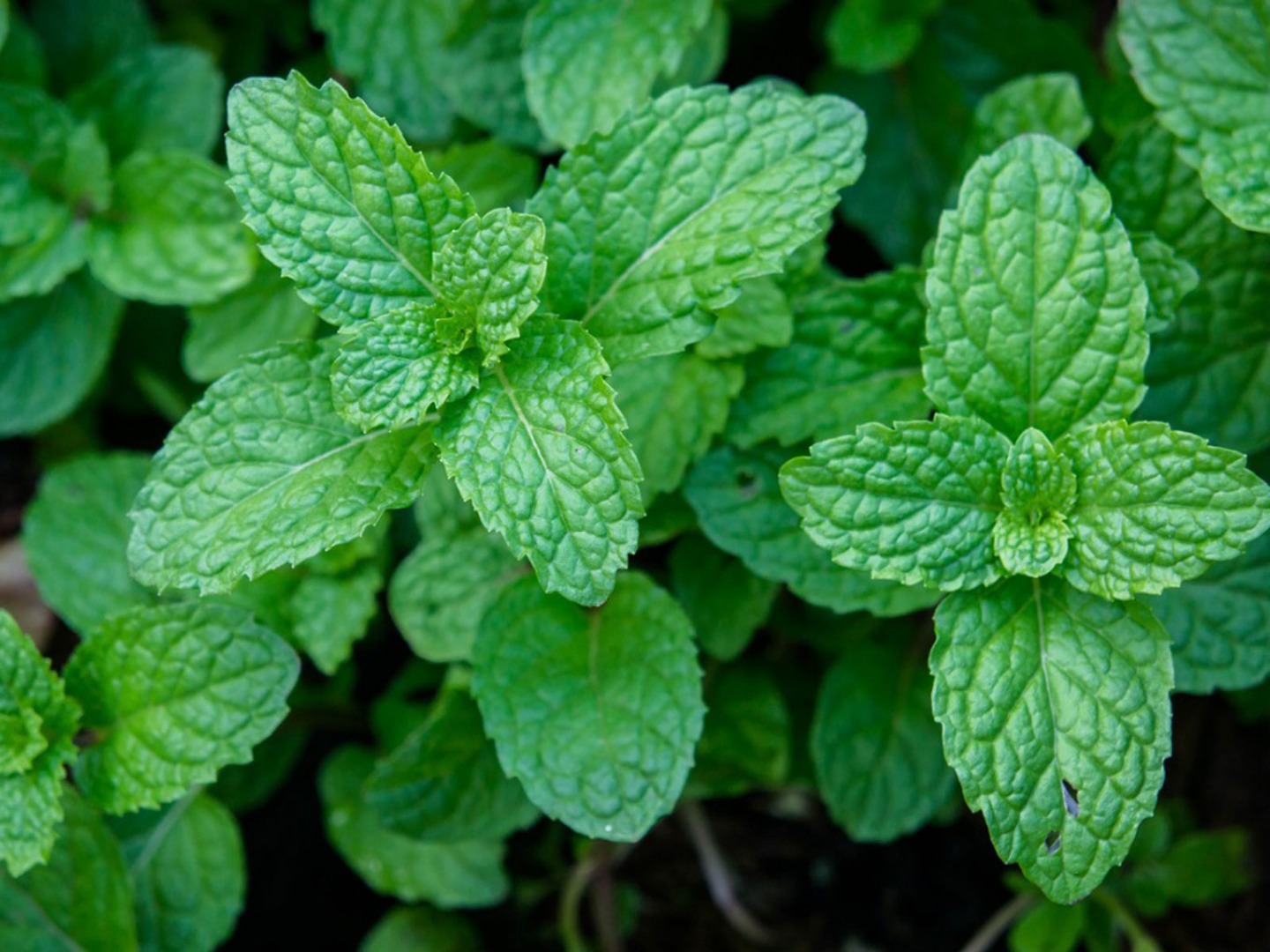 Peppermint Type 1: Fresh leaves Type 2: Dry leaves Type 3: Powder Pack: One kilo food grade plastic bag,10 kilo's one Carton