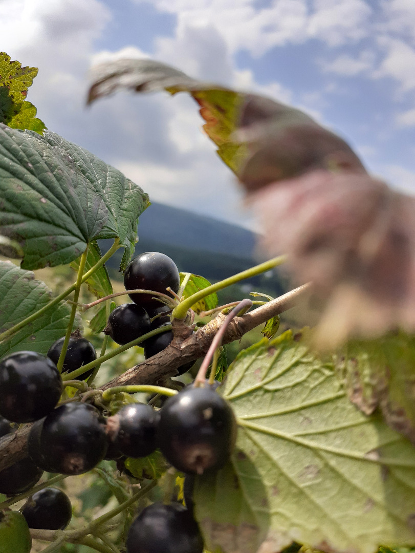 Hello, I will sell - hand picked - black currant