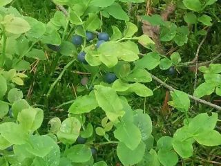Forest berries picked up in Wyszków. Quantities from 10