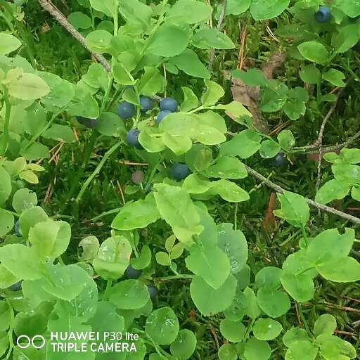 Forest berries picked up in Wyszków