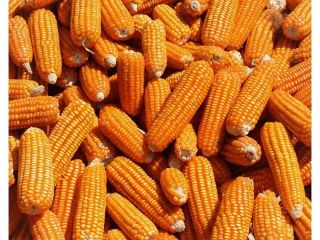 We are Trading and supplier of high quality yellow