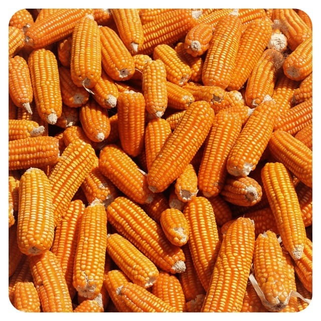 We are Trading and supplier of high quality yellow and white corn