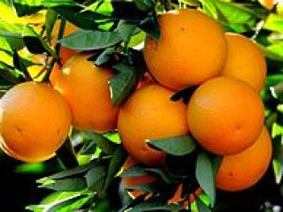 Orange wholesale from tunisia We offer fresh orange valancia