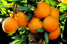Orange wholesale from tunisia We offer fresh orange valancia Wholesalers from Tunisia large calibers and excellent quality