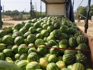 I will sell watermelon in bulk, country of origin,