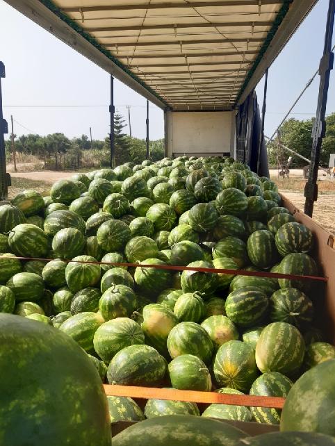 I will sell watermelon in bulk, country of origin, Greece, very sweet, price with transport up to 200 km from Katowice