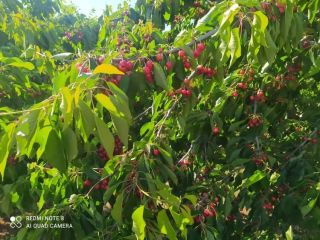 Hello, I am selling a large number of cherries