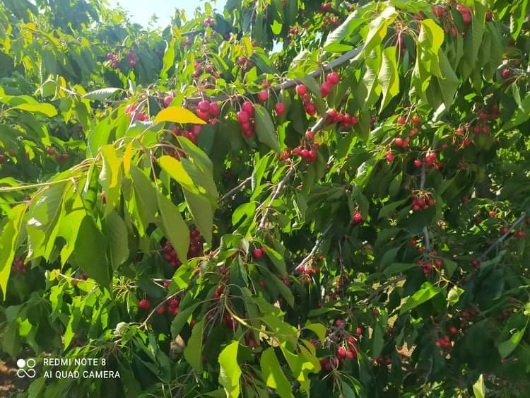 Hello, I am selling a large number of cherries of various varieties
