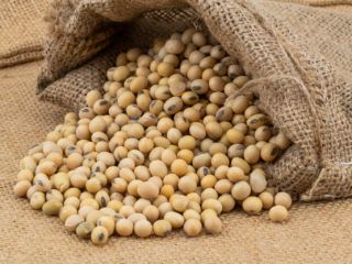 High Quality Soy beans in bulk quantity for export
