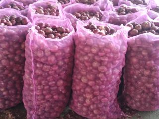 Red $ Yellow Onions from East Africa for export