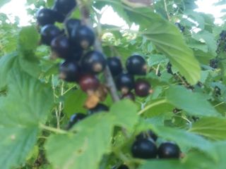Black currants and red currants June 28-30, 2021