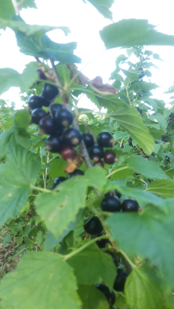 Black currants and red currants June 28-30, 2021