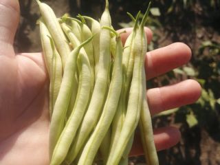 I sell beans, very good quality pods.