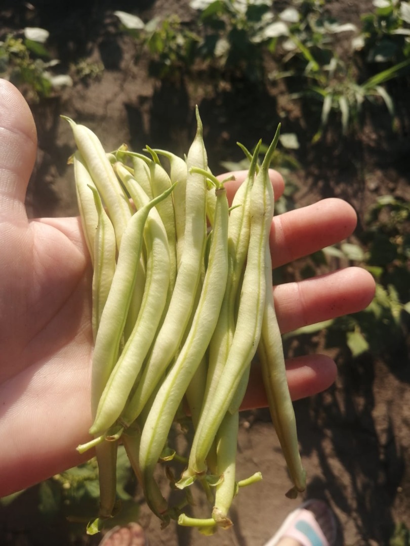 I sell beans, very good quality pods
