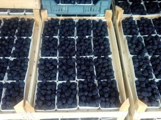 I will sell thornfree blackberry in any packaging depending