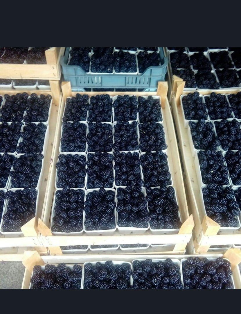 I will sell thornfree blackberry in any packaging depending on the price, blackberry very well looked after
