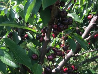Cherry Burlat, later other varieties, Cordia, Van