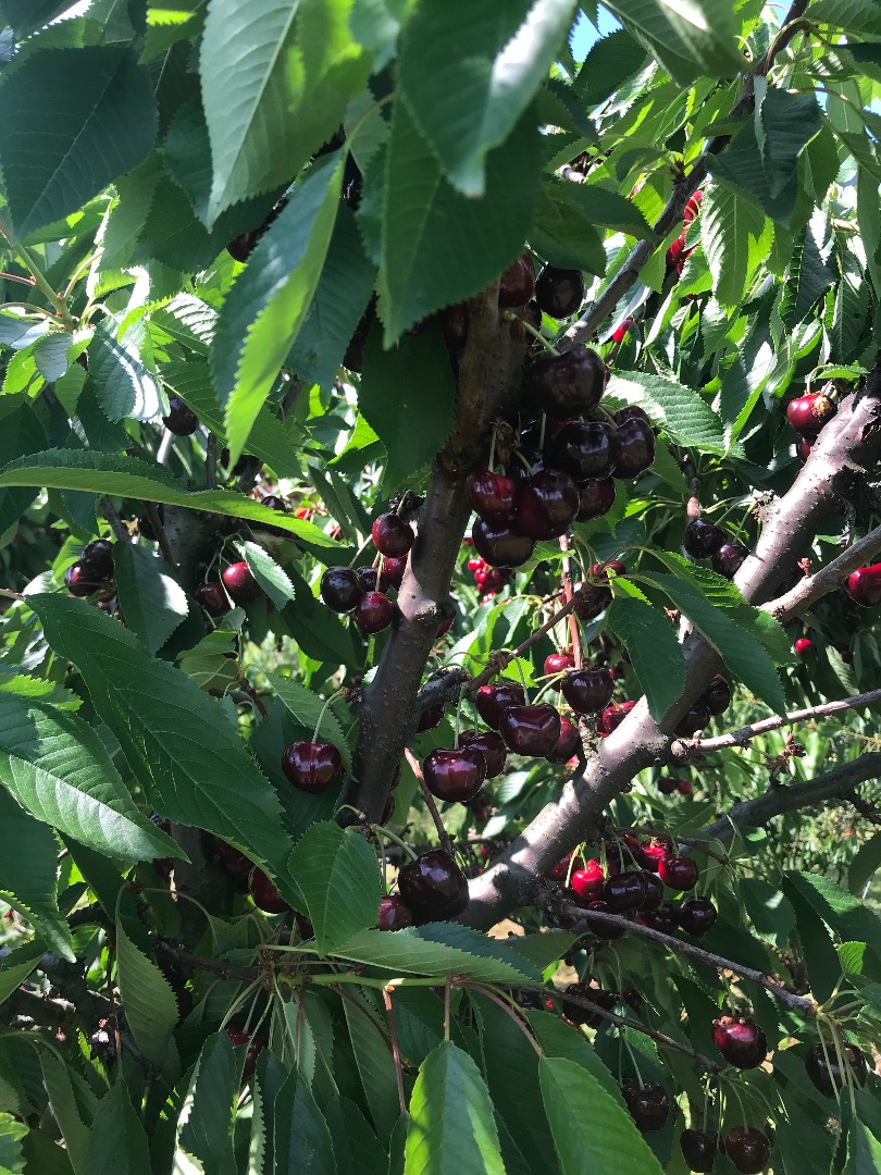 Cherry Burlat, later other varieties, Cordia, Van