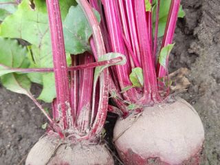 Young beetroot variety Monty and red Hawk. Customized packaging