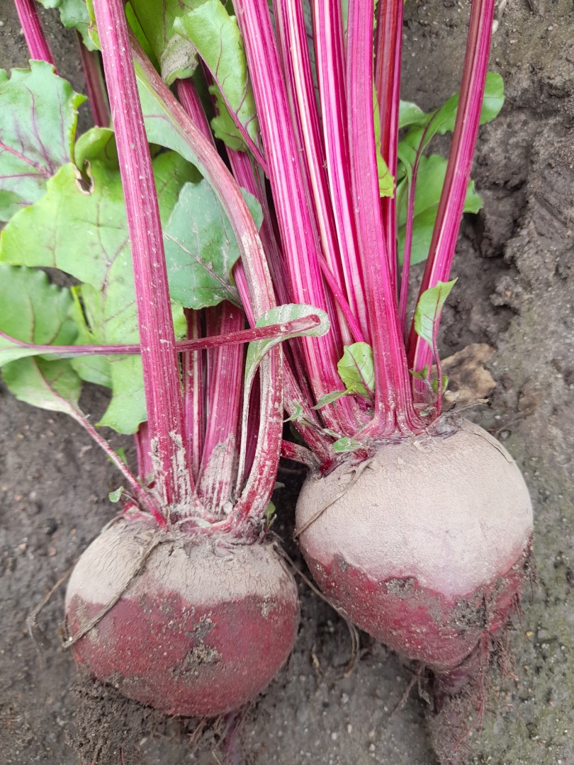 Young beetroot variety Monty and red Hawk