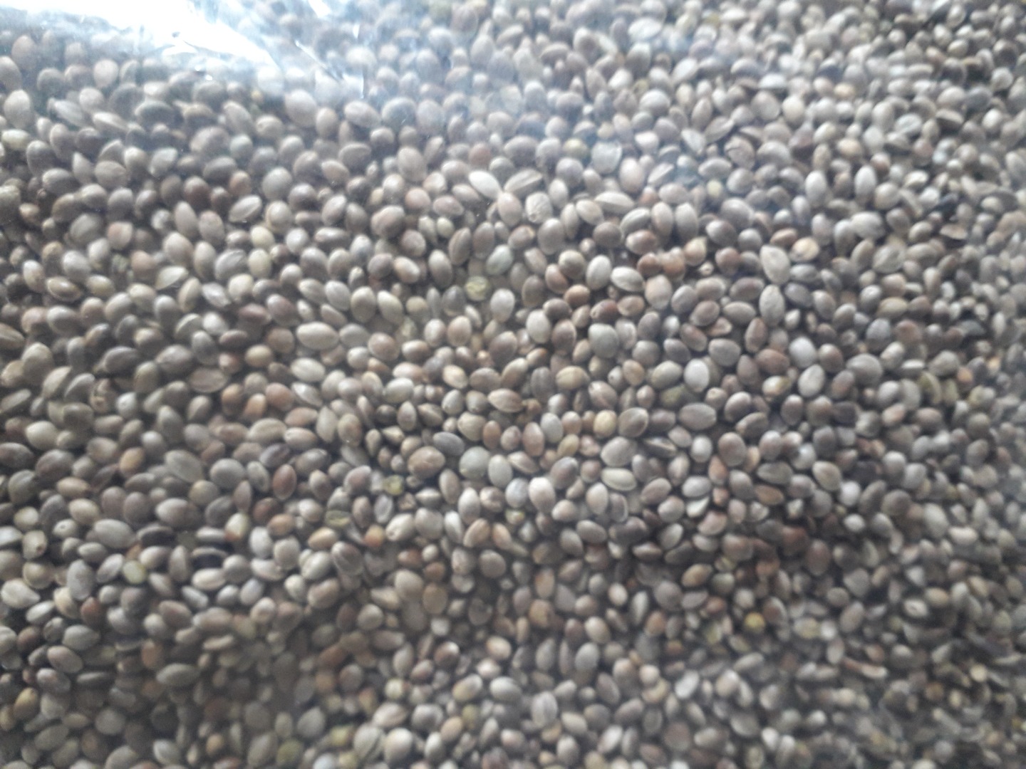 We would like to buy whole hemp (konopie) seeds.Packed to bags