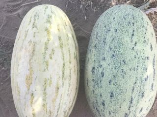 Melons "Torpedo" Uzbekistan production. Fast delivery to Poland. Always