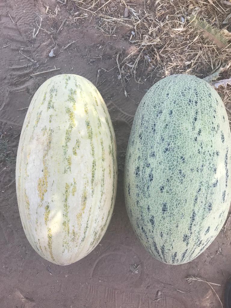 Melons "Torpedo" Uzbekistan production