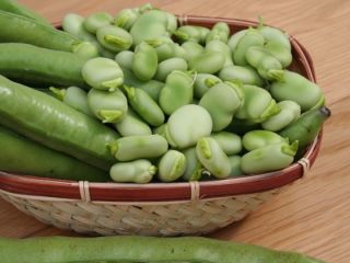 Broad beans for sale. Every day, freshly shelled in