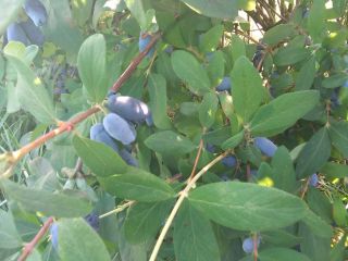 I will sell a Kamchatka berry. The fruit is