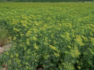 I will sell fresh dill in bunches. Price per