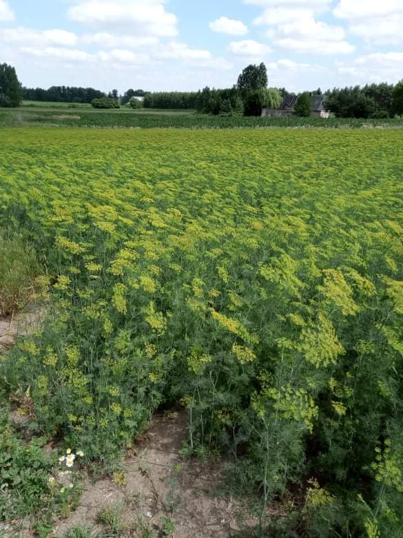 I will sell fresh dill in bunches