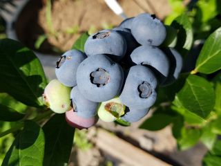 We sell organic/BIO blueberries that are produces in a