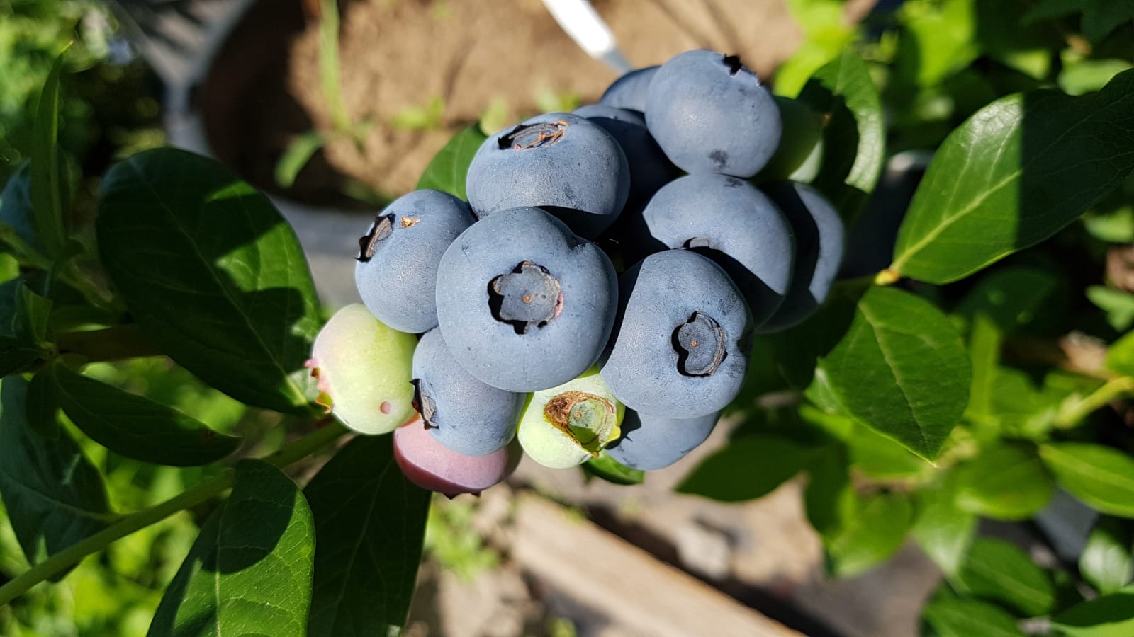 We sell organic/BIO blueberries that are produces in a local farm in Romania near the border with Hungary