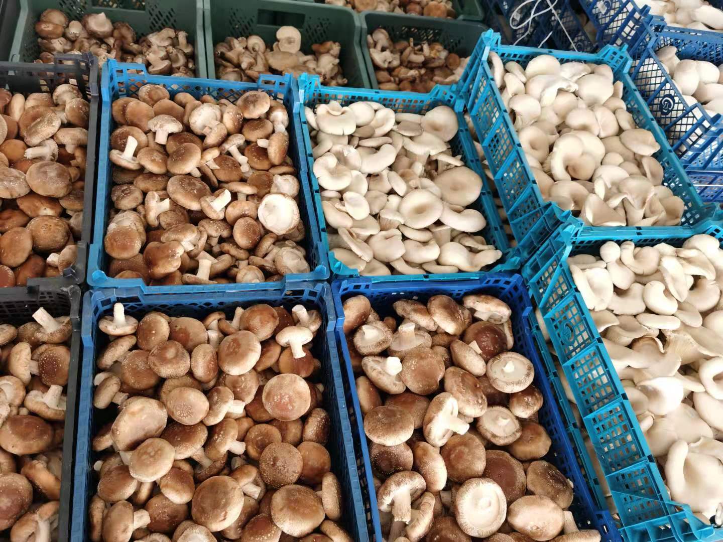 I have over 3 tons of Shiitake mushrooms for sale (some not yet harvested)