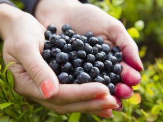 Hello :) I collect custom-made blueberries PLN 16 per